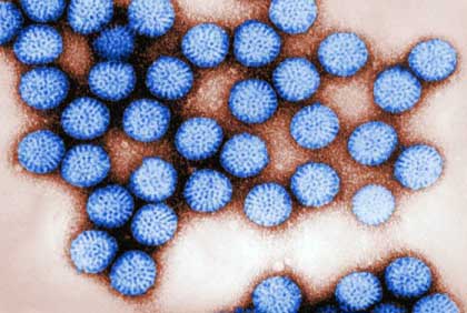 Кишкова інфекція Rotavirus