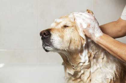 Купання собаки з шампунем